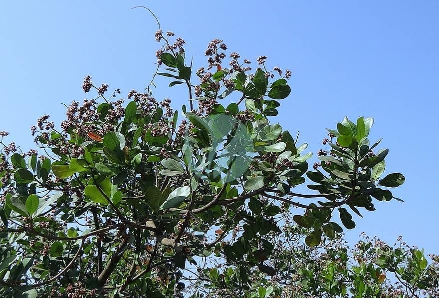 trees-cashew-nuts-branches-greenery-leaves-leafy-stems-flora-1