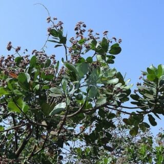 Figuier (ficus carica) – Image 4