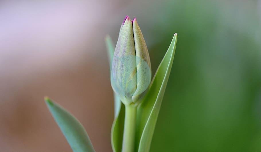 tulip-flower-closed-close-3