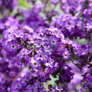 Begonia - الصورة 4