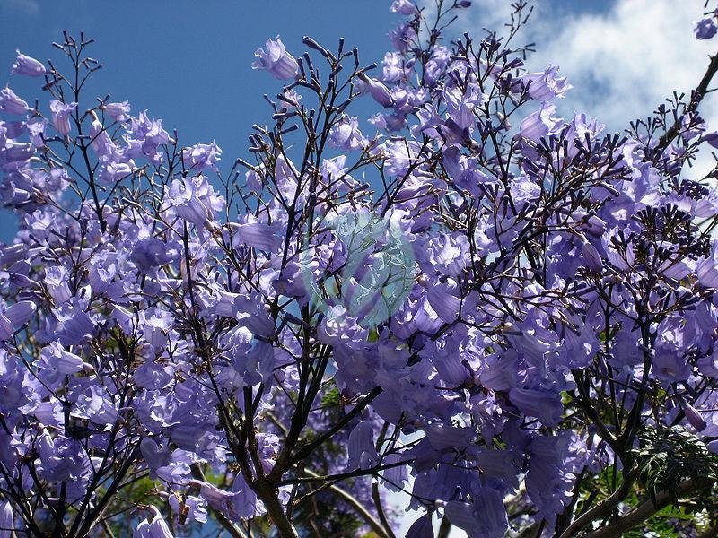 Jacaranda (flamboyant bleu) - الصورة 4