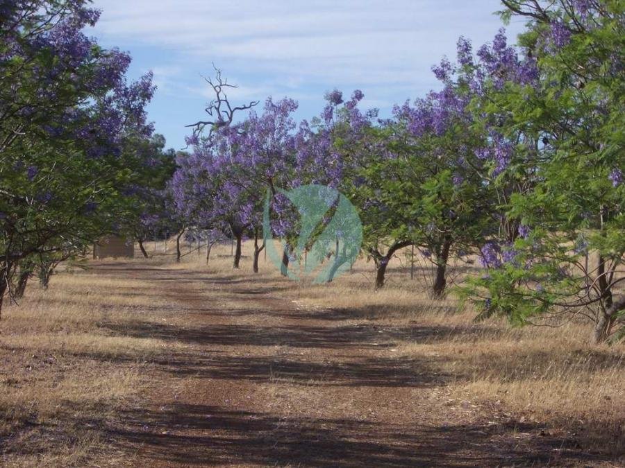 Jacaranda (flamboyant bleu) - الصورة 3