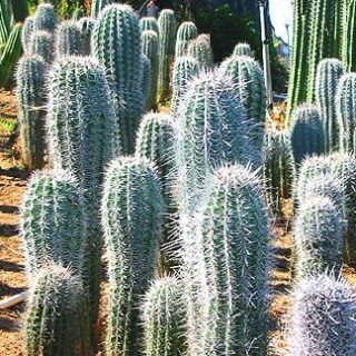 Ferocactus glaucescens (blue barrel) - الصورة 3