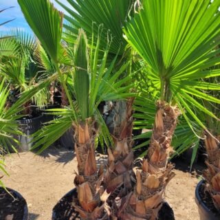 Chamaerops humilis – Image 3