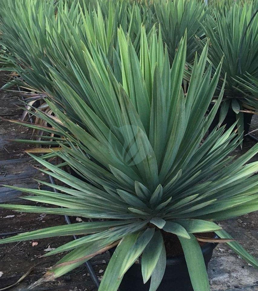 Yucca gloriosa (touffe) – Image 3