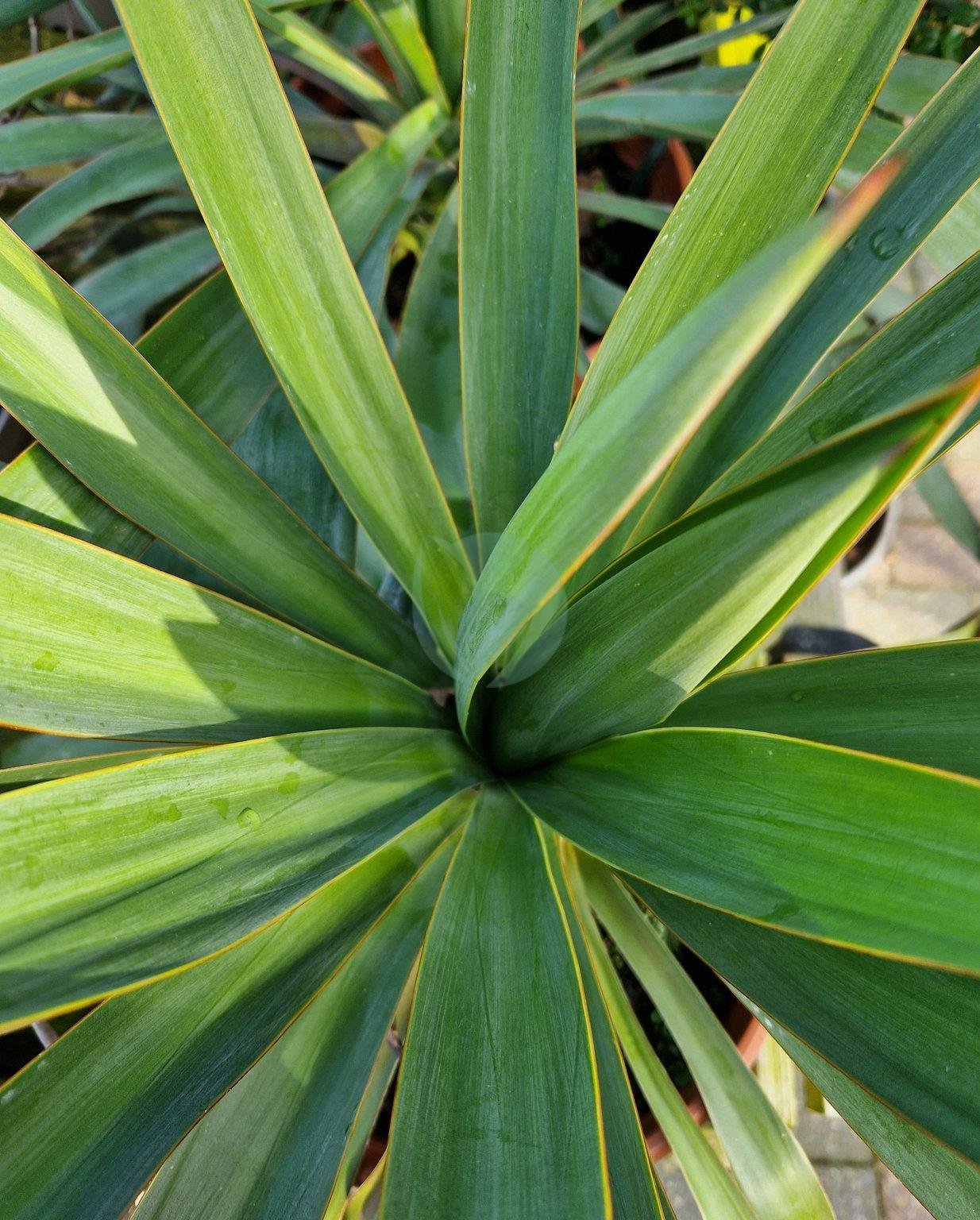 yucca-gloriosa-4
