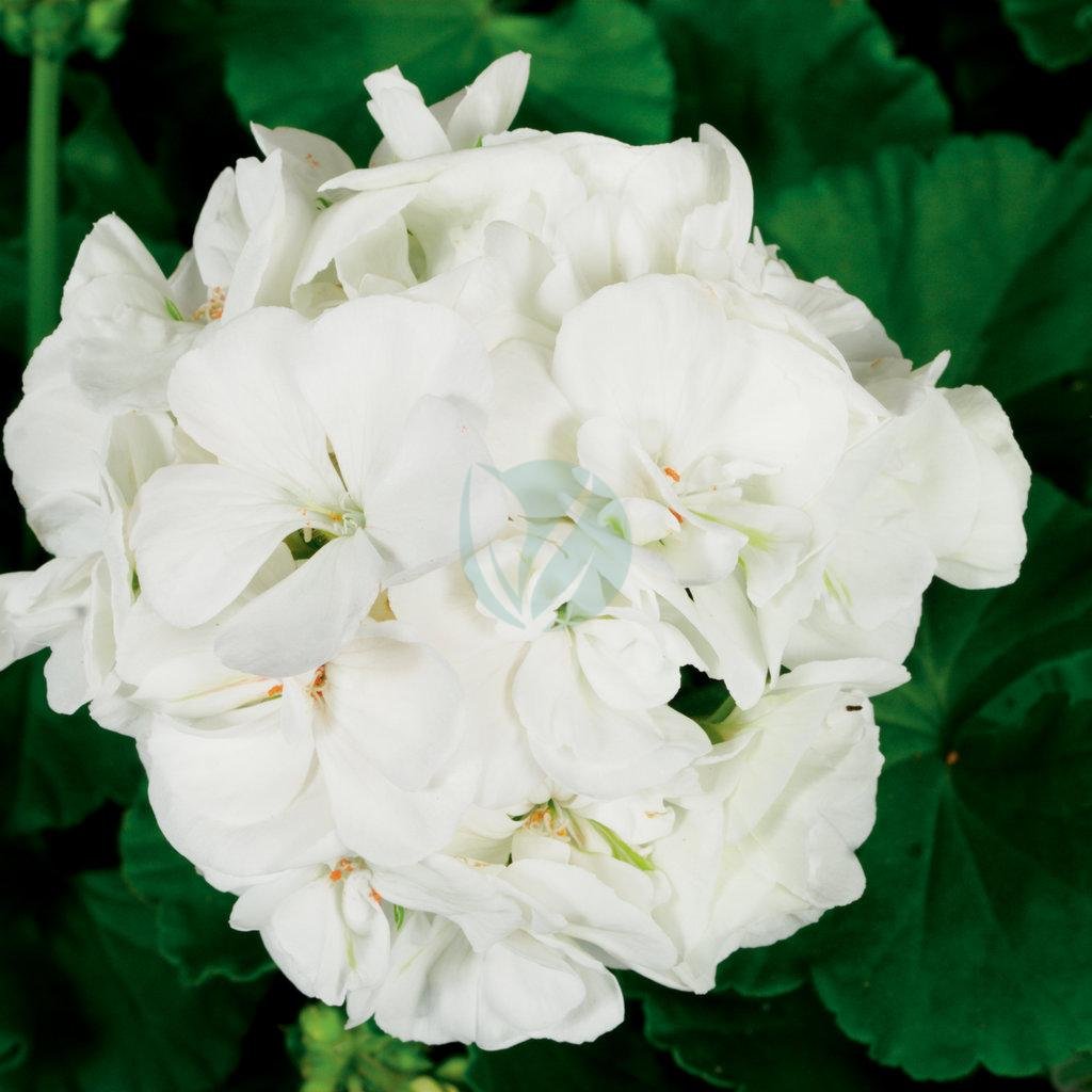 zonal_geranium_americana_white_bloom_13701
